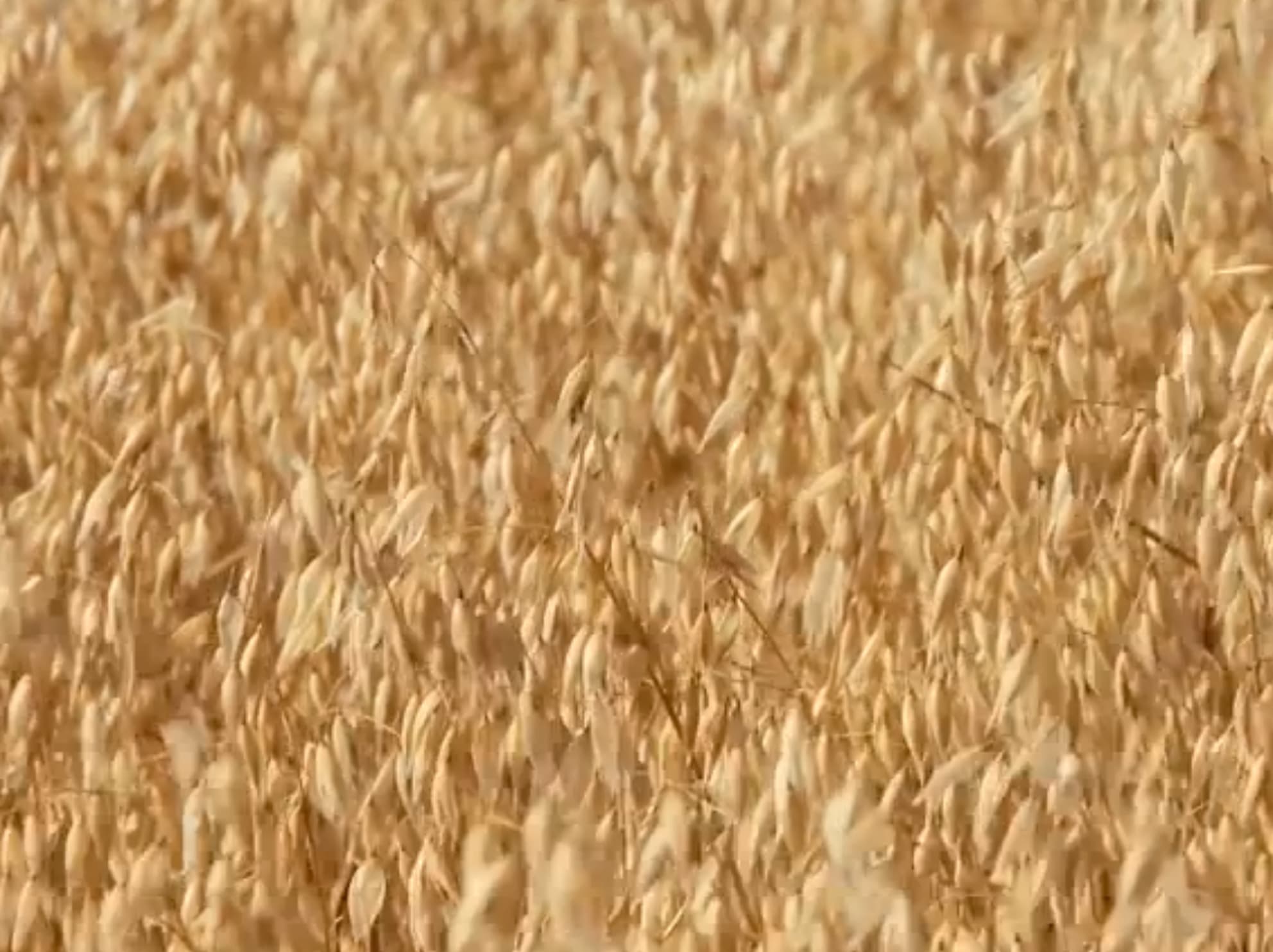 Where do Cheerios come from? General Mills